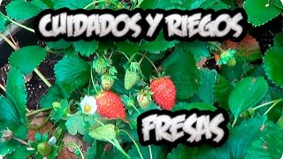 Cultivo De la Fresa  Cuidados Y Como Regar Las Fresas O Frutillas  La Huertina De Toni [upl. by Other]