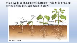 Seed structure and Seed Germination [upl. by Swamy]