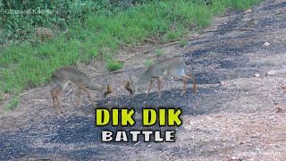 Epic Dik Dik Battle [upl. by Ggerc]