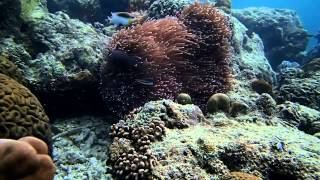 Ocellaris Clownfish Amphiprion Ocellaris in the Ocean [upl. by Thun572]