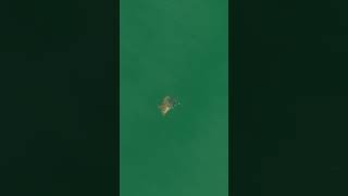 Pair of Cownose Rays First time [upl. by Oigroeg618]