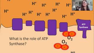 Oxidative Phosphorylation [upl. by Initof]