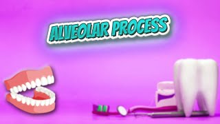 Alveolar process  Everything Dentistry 🍎👄🔊✅ [upl. by Zinnes]