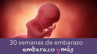 30 semanas de embarazo  Séptimo mes  EMBARAZOYMAS [upl. by Moshell529]