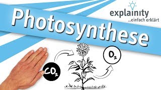 Photosynthese einfach erklärt explainity® Erklärvideo [upl. by Anaitit726]