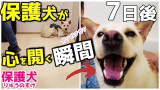 保護犬の心が７日間で開く瞬間「ぼくにもママがいたんだよ・・」感動！号泣のキセキ [upl. by Tat86]