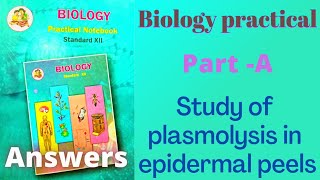 Study of plasmolysis in epidermal peels Class 12 biology practical experiment 2 answers [upl. by Nnor891]