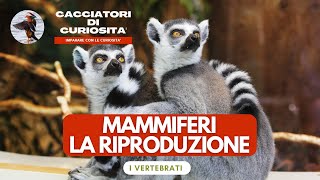 Vertebrati  Mammiferi la riproduzione per la scuola primaria [upl. by Clementine]