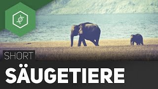 Säugetiere [upl. by Frech]