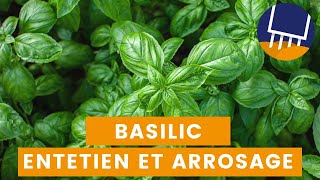 Basilic conseil dentretien et arrosage malin [upl. by Treborsemaj823]