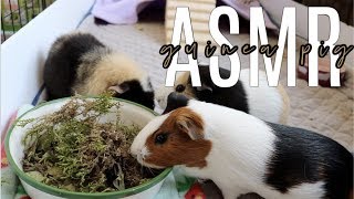 Guinea Pig ASMR [upl. by Seumas]