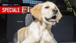 9 cose da sapere per portare un cane in auto [upl. by Ettelrahc]