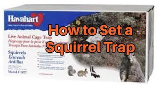 How to Set How to Properly set a Havahart Squirrel Trap  Squirrel Trapping [upl. by Joub]