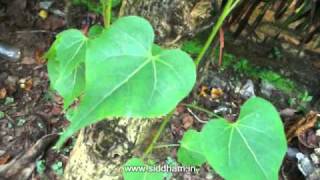 Herbal Medicine  Thespesia populnea  Natural Remedy for Skin Diseases [upl. by Lledrac796]