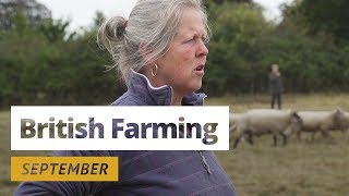 British Farming  12 Months On A UK Farm September [upl. by Darla627]