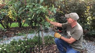 Getting Rose Bushes Ready For Winter [upl. by Jude]