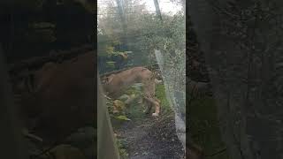 Lionesses doing circles in Dublin Zoo🤔🦁 [upl. by Htederem927]