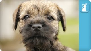 Border Terrier Puppies Running Around  Puppy Love [upl. by Papke]