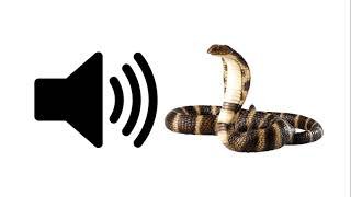 Rattlesnake  Sound Effect [upl. by Elleyoj]