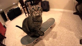 CAT SKATEBOARDS FOR THE FIRST TIME [upl. by Yddeg389]