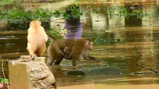 A beautiful Mother monkey bring her baby monkeys cross water and play with some monkeys [upl. by Itsirc761]