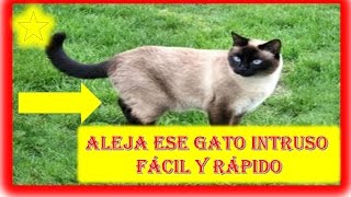 Como alejar los gatos de nuestra casa [upl. by Akkire569]