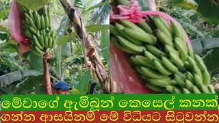 ඇමිබූන් කෙසෙල් වගාව කාභනිකAmbun kesel wagawa kabanikawa [upl. by Noah198]