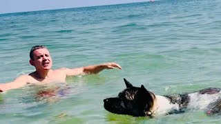 Akita Life  Akita Dogs Heartwarming Sea Swim [upl. by Chanda49]