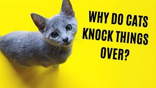 Why Do Cats Knock Things Over Are They Jerks [upl. by Ennayrb954]