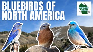 The 3 Bluebirds of North America Everything You Need To Know [upl. by Orecic738]