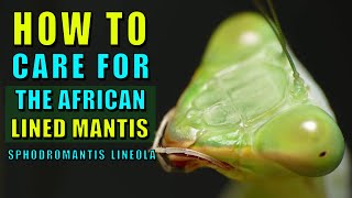 African Lined Mantis Sphodromantis lineola  Beginner Species Part 3 [upl. by Vern]