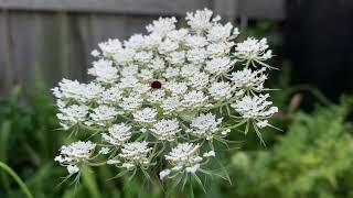 71824 Queen Annes Lace [upl. by Itagaki238]