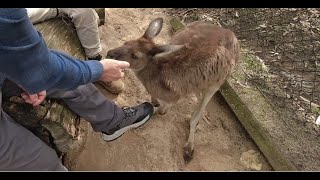 Grey Kangaroo Macropus fuliginosus [upl. by Flem974]