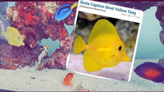 captive bred Biota yellow tangs are they worth it [upl. by Atirres56]