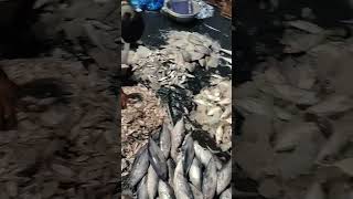 Fish market Musheerabad [upl. by Ibbetson]