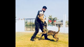 Meet the Professional Dog Trainer in Pakistan [upl. by Delano]