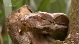 The Most Dangerous Snakes  The Asiatic Reticulated Python [upl. by Atilamrac871]