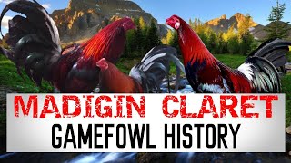 CLARET GAMEFOWL HISTORY [upl. by Irrol909]