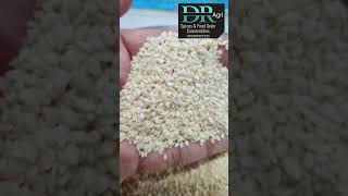 HULLED SESAME SEED  WHITE TILI  TIL  Hulled Sesame Seeds for Better Health [upl. by Ahsenod83]