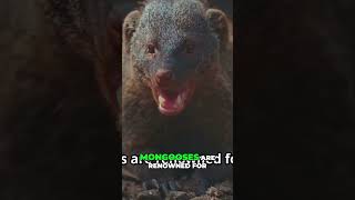 Mongoose vs Snake Natures Ultimate Duel [upl. by Izy]