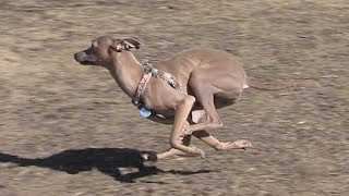 Italian Greyhound running in slow motion  Taz [upl. by Einaffets]