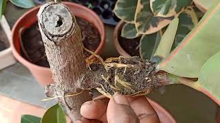 How to Propagate Rubber Plant  Ficus Elastica Using Air Layering Method [upl. by Heger]