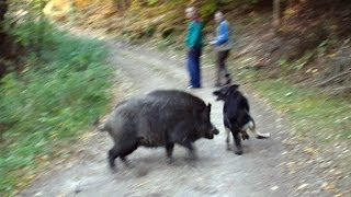 Wolf dog and boars [upl. by Weyermann669]