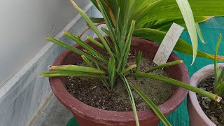 How to Grow Double Tuberose  Complete Blooming Season Start to End  Polianthes Tuberosa [upl. by Leziar439]