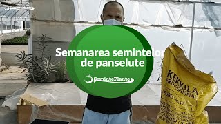 Semanarea semintelor de panselute [upl. by Gaw]