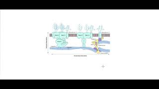 cour danémie partie 2 normocytaire spherocytose hereditaire [upl. by Ahsanat387]