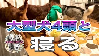 甘える大型犬4頭と寝てみたいと思ってる方こちらを見て下さい。考えが変わると思います [upl. by Neyrb]