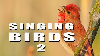 SINGING BIRDS 2 [upl. by Lorrin]