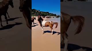 Horses Encounter the Seashore for the First Time [upl. by Alon]