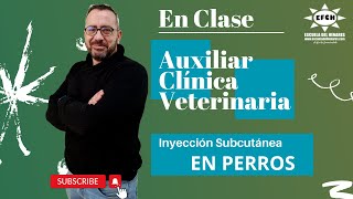 En Clase de Auxiliar Clínico de Veterinaria  Inyección Intravenosa [upl. by Naul]